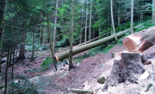 Travaux de gestion des forêts, Grenoble, Arbor'Alpes