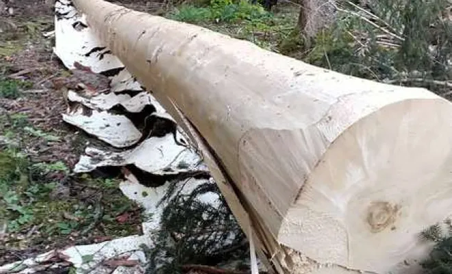 Travaux de gestion des forêts, Grenoble, Arbor'Alpes