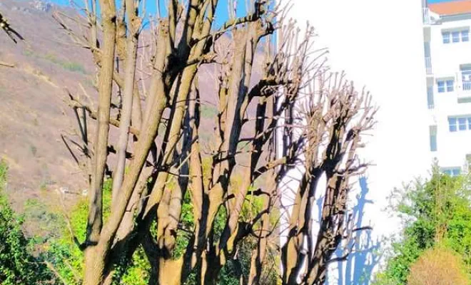 Travaux de soins aux arbres, Grenoble, Arbor'Alpes