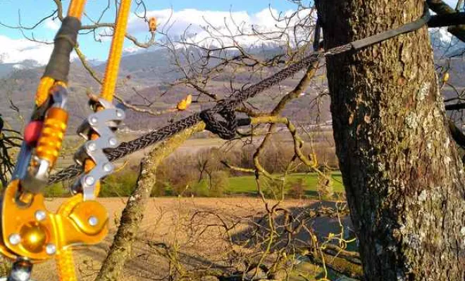 Travaux de soins aux arbres, Grenoble, Arbor'Alpes