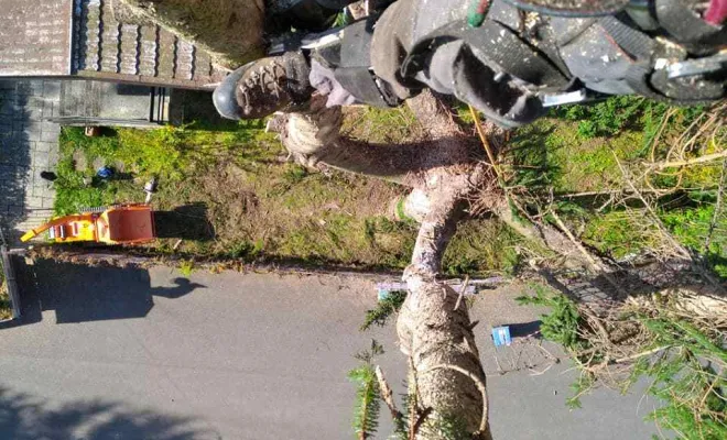 Travaux de soins aux arbres, Grenoble, Arbor'Alpes