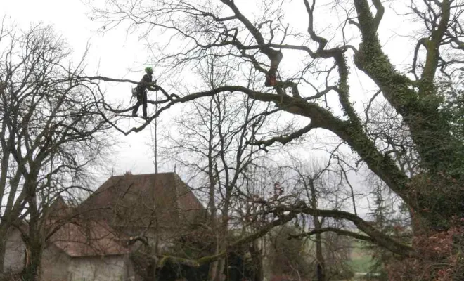 Travaux de soins aux arbres, Grenoble, Arbor'Alpes