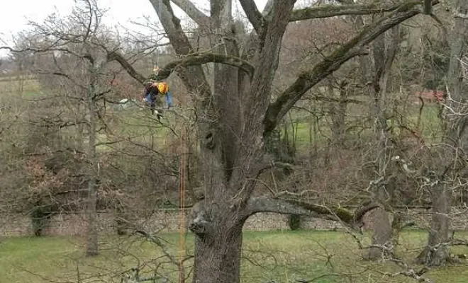 Travaux de soins aux arbres, Grenoble, Arbor'Alpes