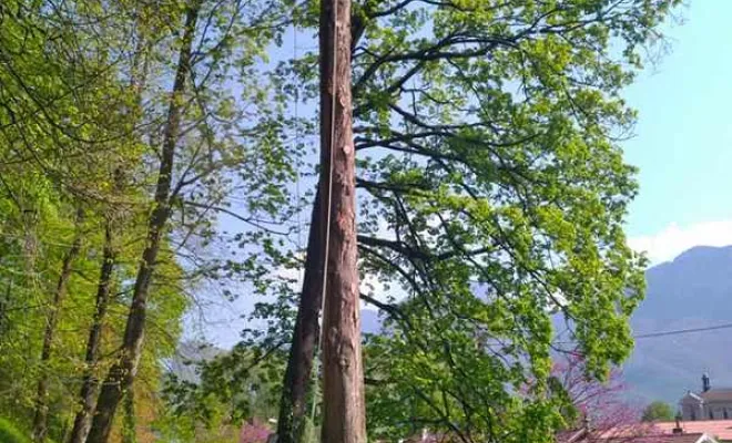 Travaux de taille d'arbres, Grenoble, Arbor'Alpes