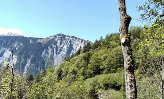 Travaux de taille d'arbres, Grenoble, Arbor'Alpes